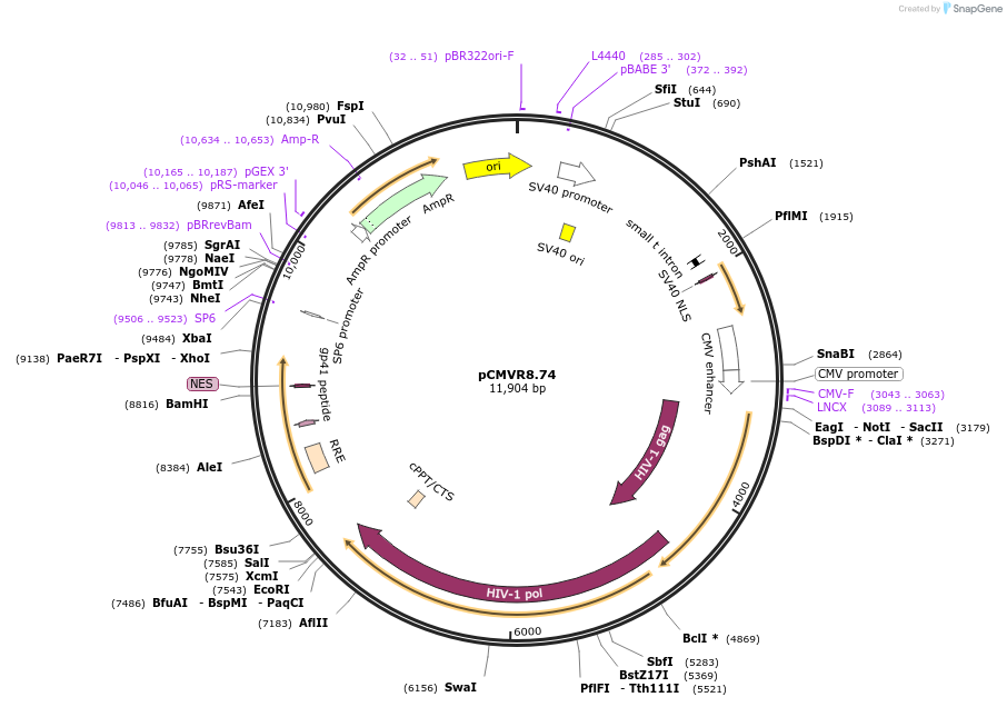 22036-plasmid-map-sequence-id-339901