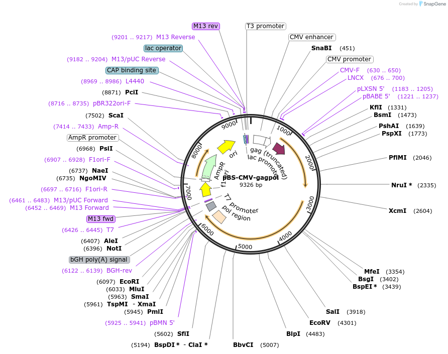 35614-plasmid-map-sequence-id-339908
