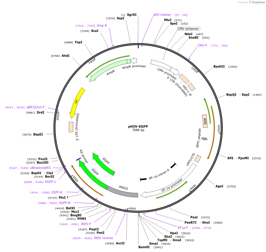 21373-plasmid-map-sequence-id-339909