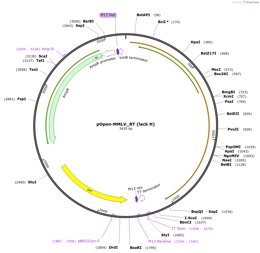 165556-plasmid-map-sequence-id-339910