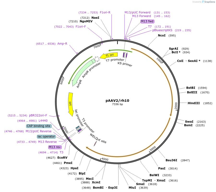 112866-plasmid-map-sequence-id-339914