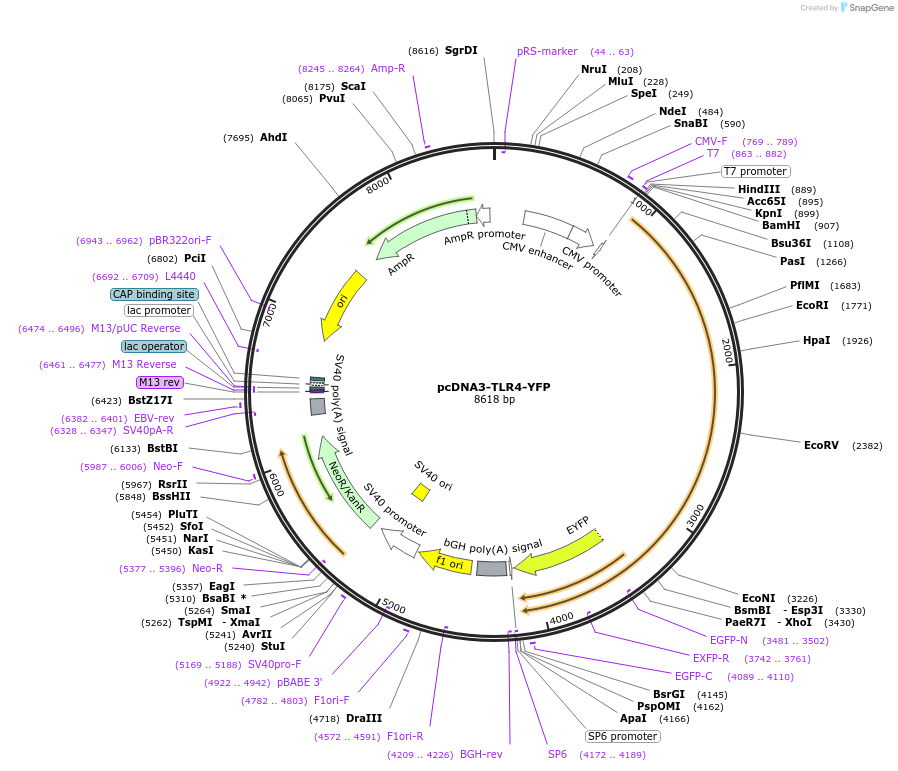 13018-plasmid-map-sequence-id-339915