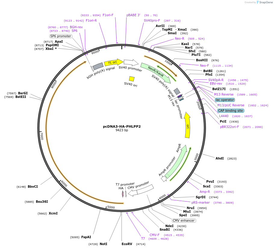 22403-plasmid-map-sequence-id-339919