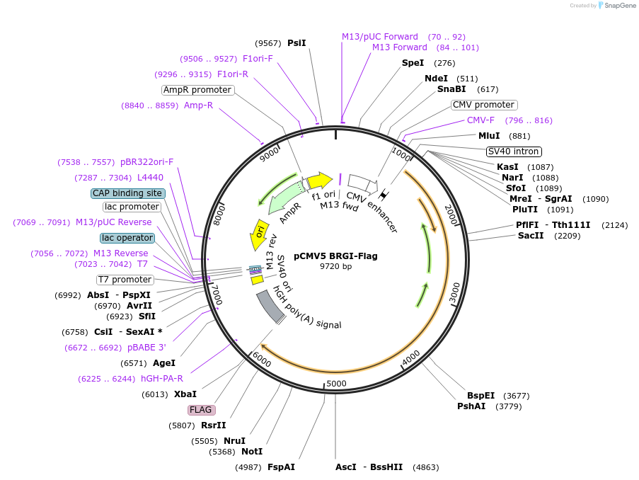 19143-plasmid-map-sequence-id-339920