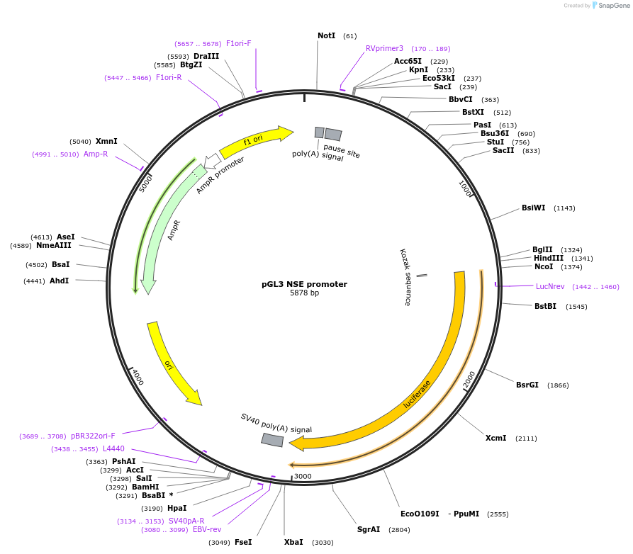 11606-plasmid-map-sequence-id-339922