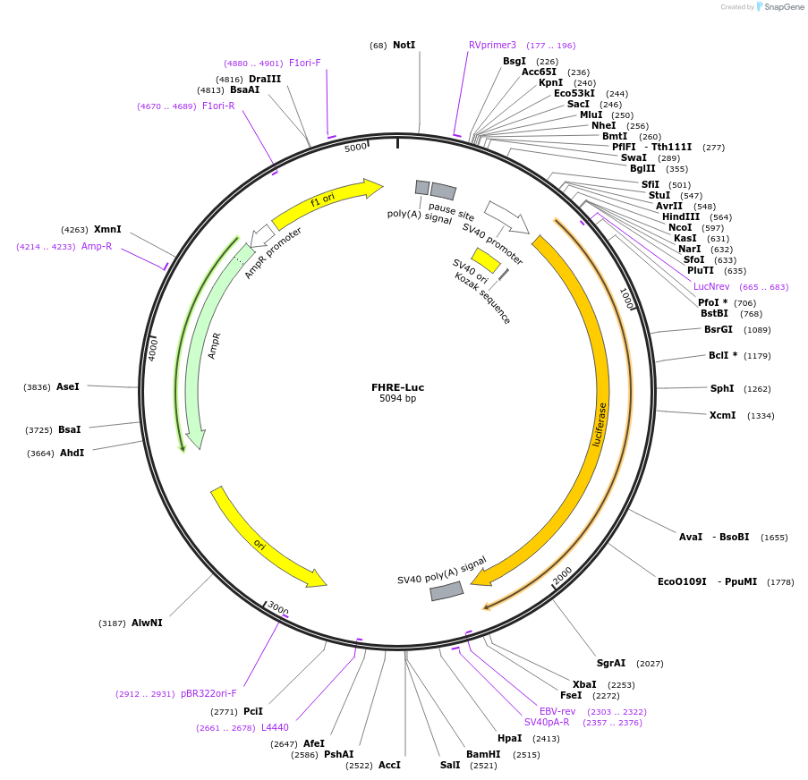 1789-plasmid-map-sequence-id-339925