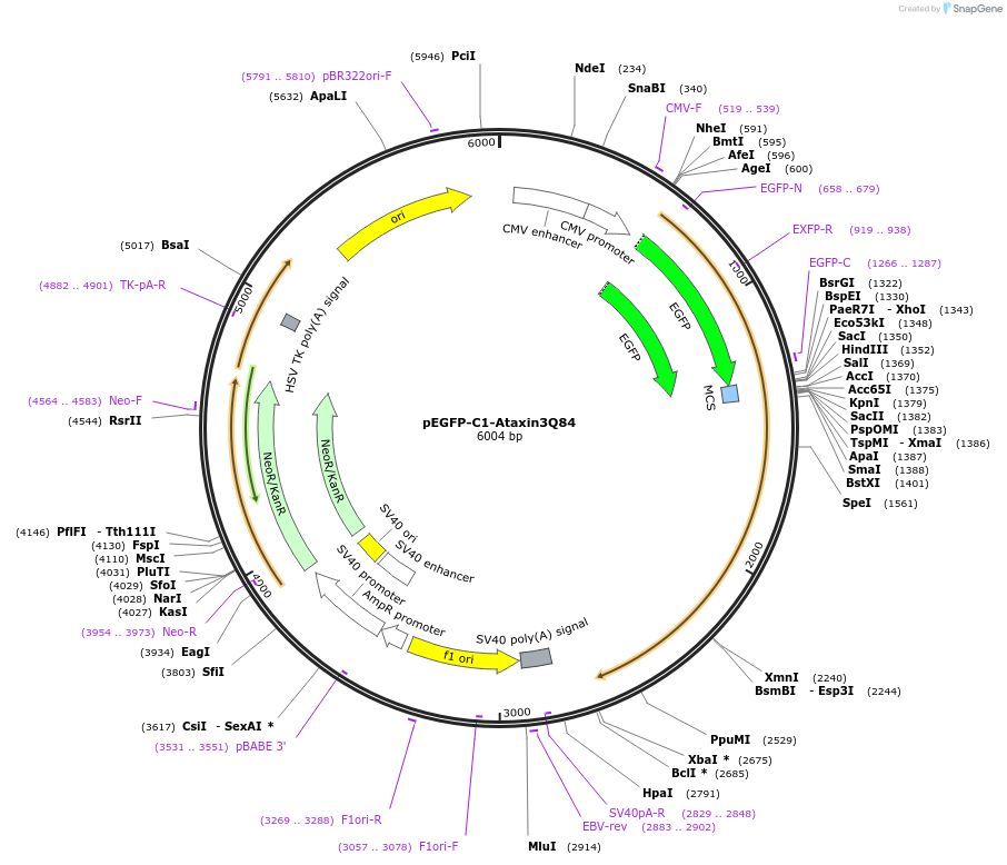 22123-plasmid-map-sequence-id-339926