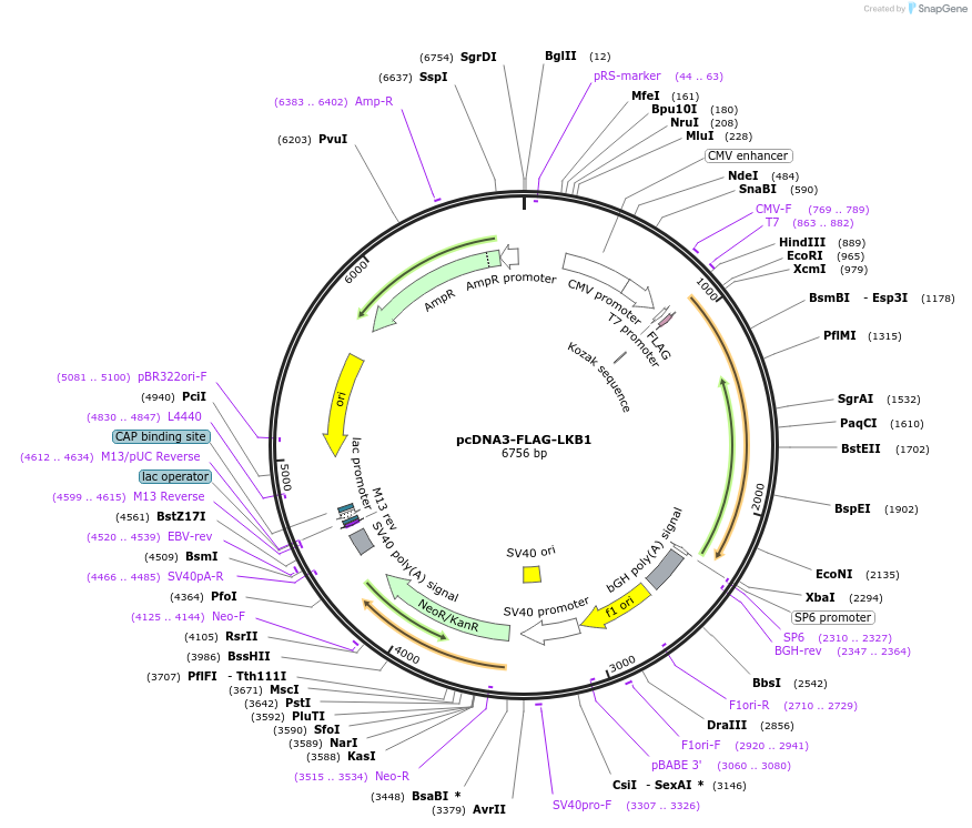 8590-plasmid-map-sequence-id-339927