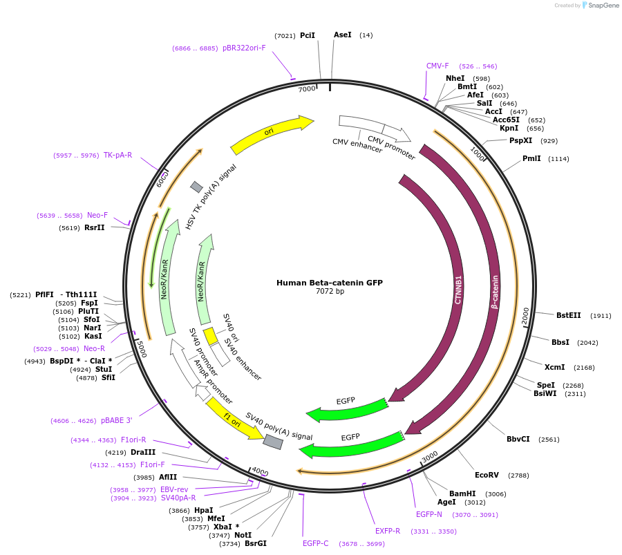 71367-plasmid-map-sequence-id-339929