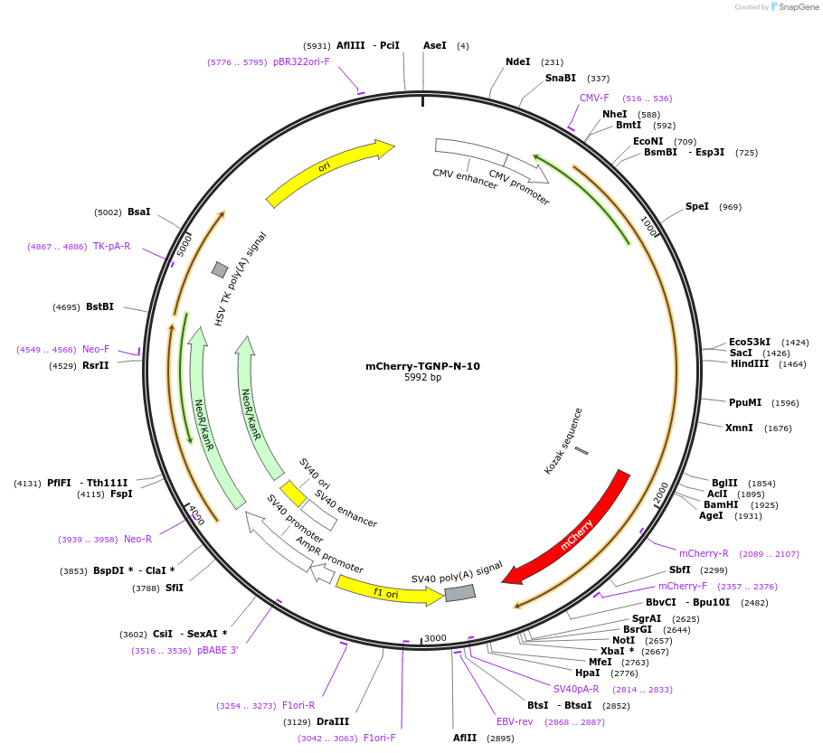 55145-plasmid-map-sequence-id-339930