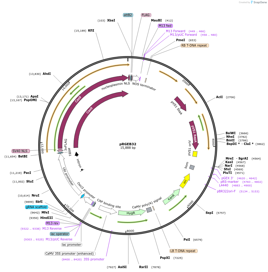 63142-plasmid-map-sequence-id-339931