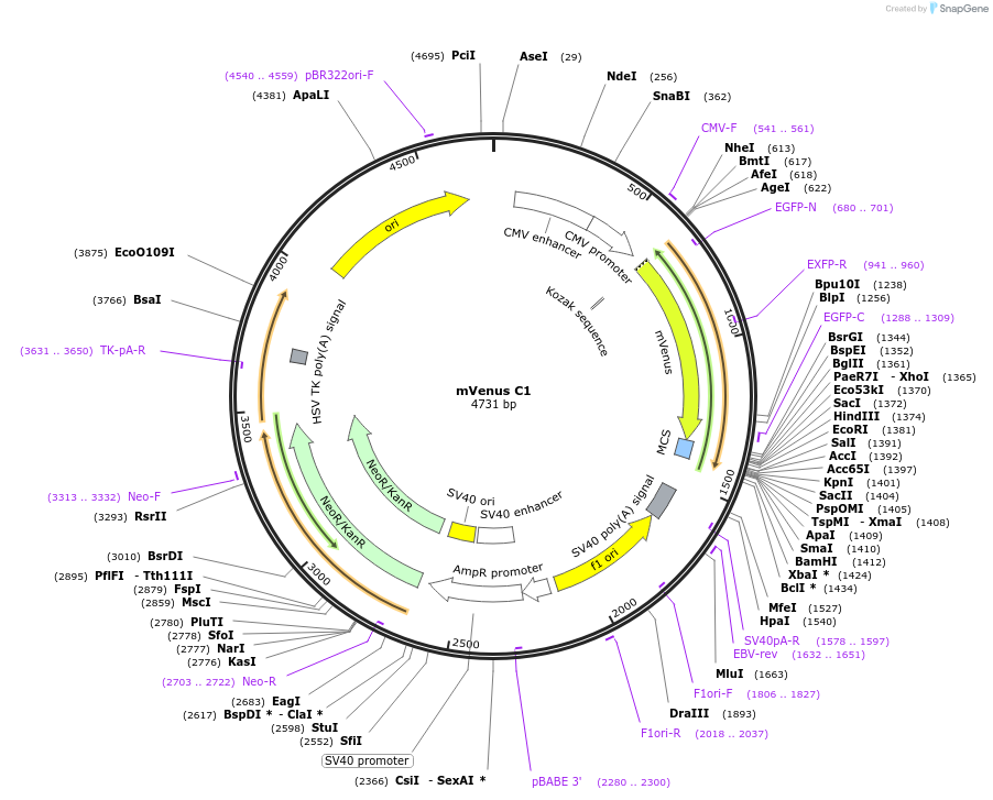 27794-plasmid-map-sequence-id-339935
