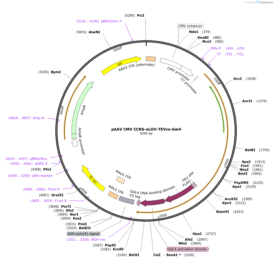 173113-plasmid-map-sequence-id-339964