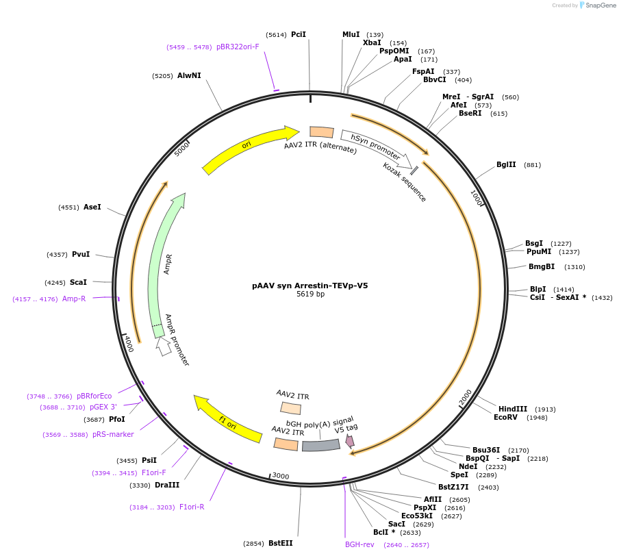 173118-plasmid-map-sequence-id-339965