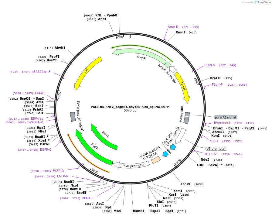 172669-plasmid-map-sequence-id-339966