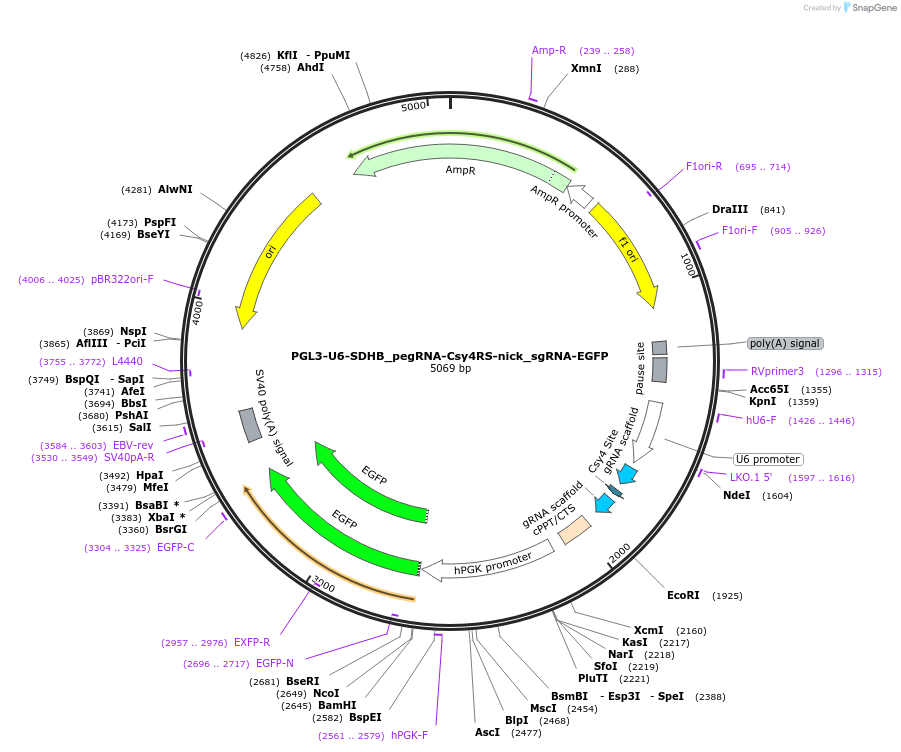 172670-plasmid-map-sequence-id-339967