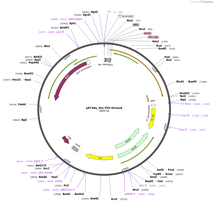 172487-plasmid-map-sequence-id-339969