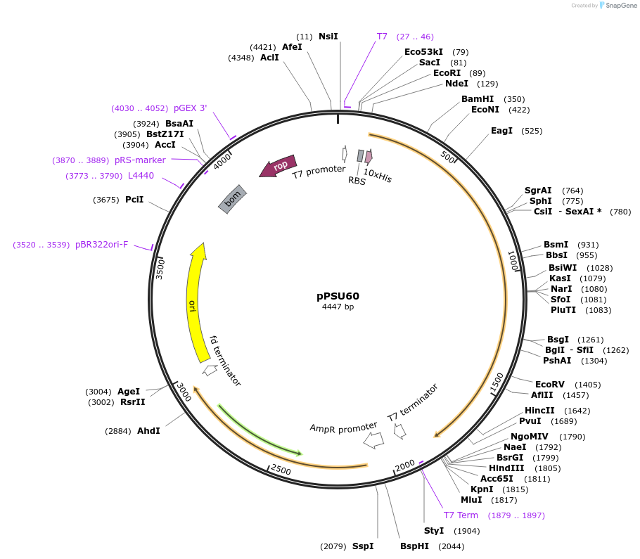 173833-plasmid-map-sequence-id-339971