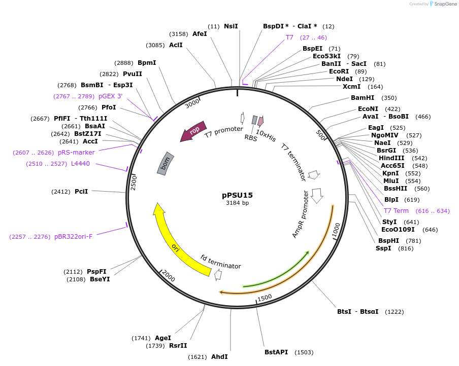 173828-plasmid-map-sequence-id-339982