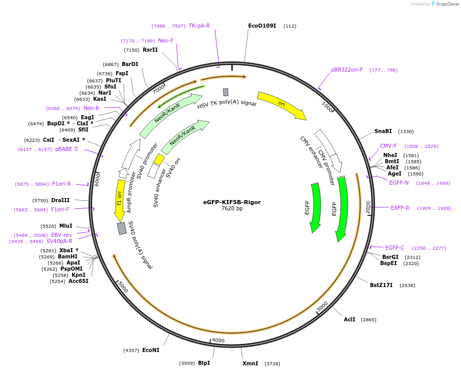 172204-plasmid-map-sequence-id-339983