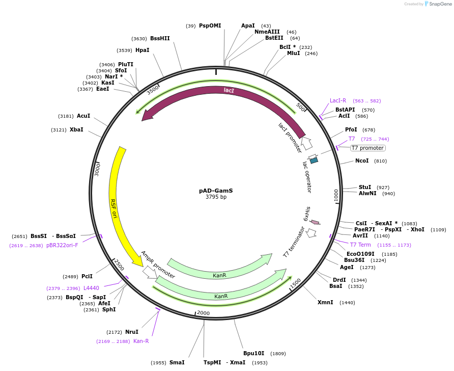 99246-plasmid-map-sequence-id-339990