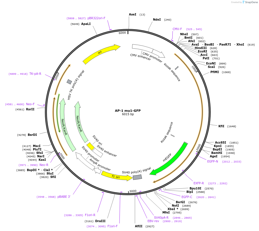 173432-plasmid-map-sequence-id-339991