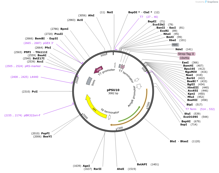 173827-plasmid-map-sequence-id-339992