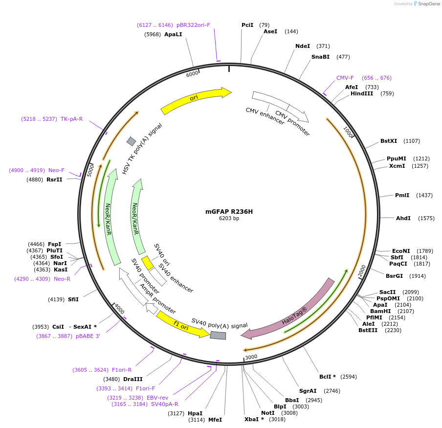169475-plasmid-map-sequence-id-339993