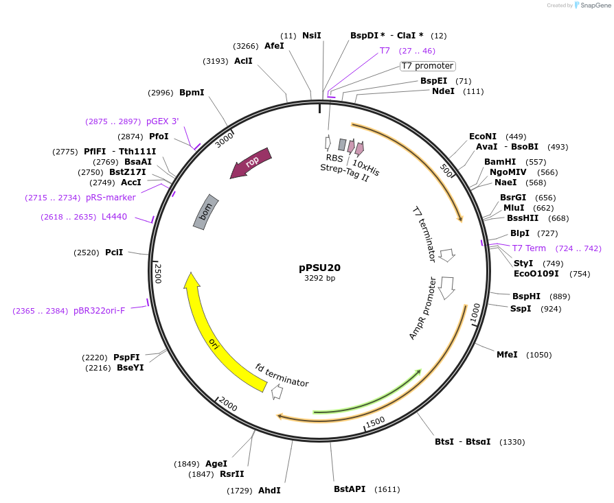 173829-plasmid-map-sequence-id-339994