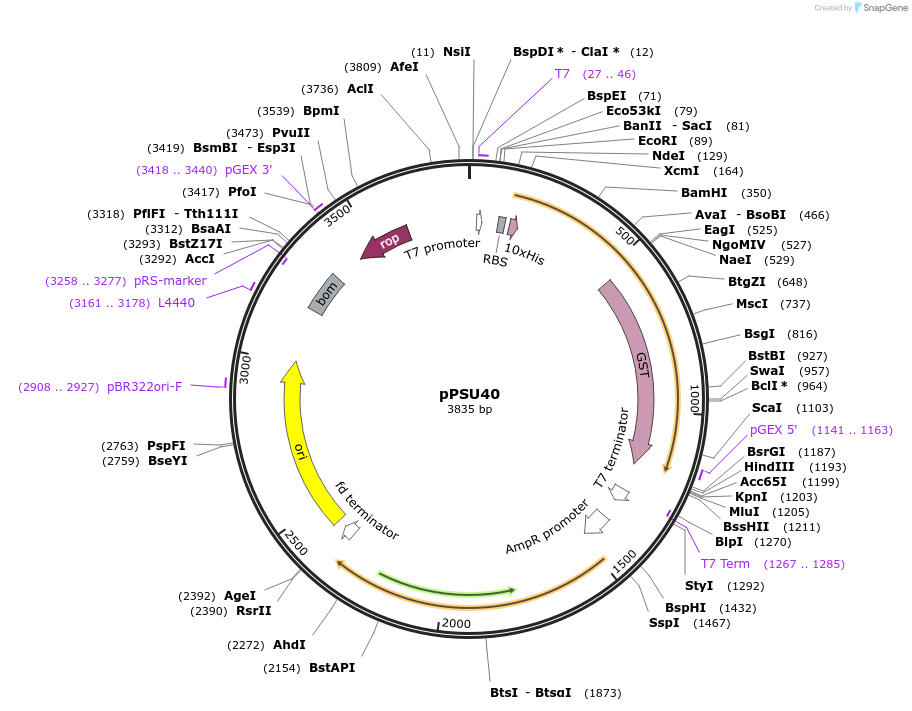 173831-plasmid-map-sequence-id-339995