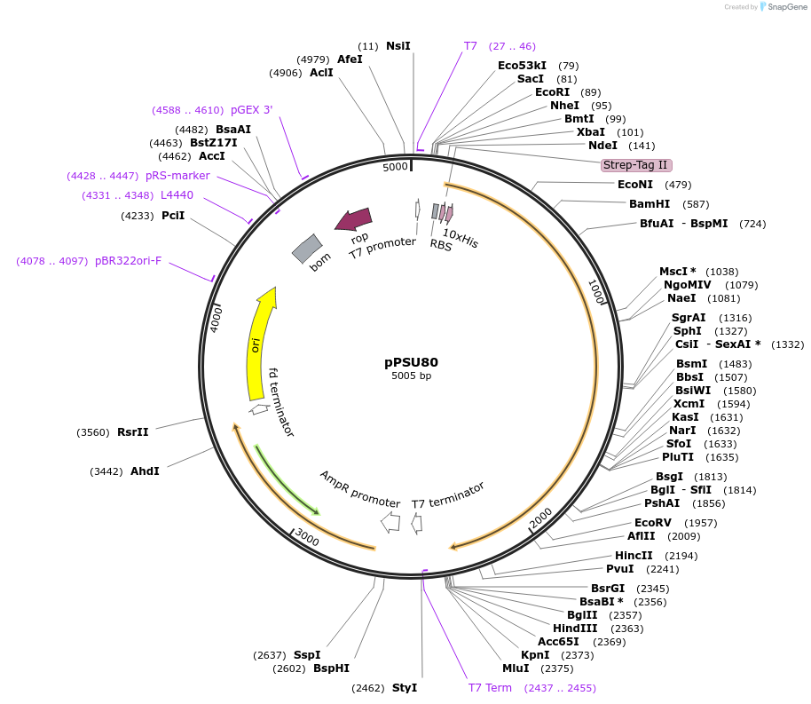173834-plasmid-map-sequence-id-339997
