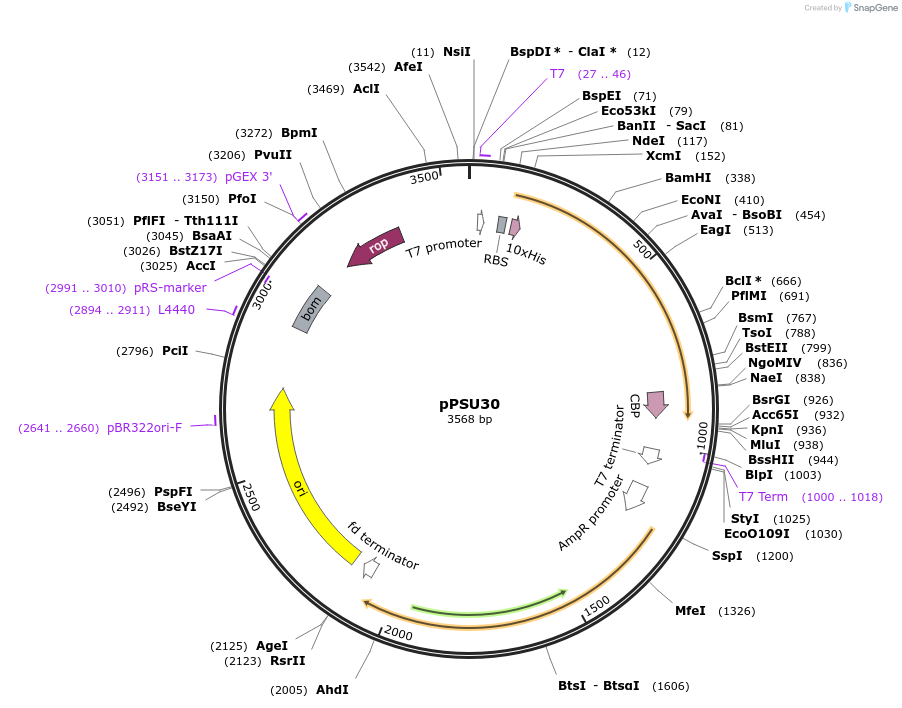 173830-plasmid-map-sequence-id-339998