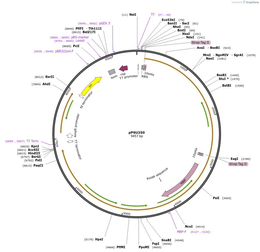 173837-plasmid-map-sequence-id-340002