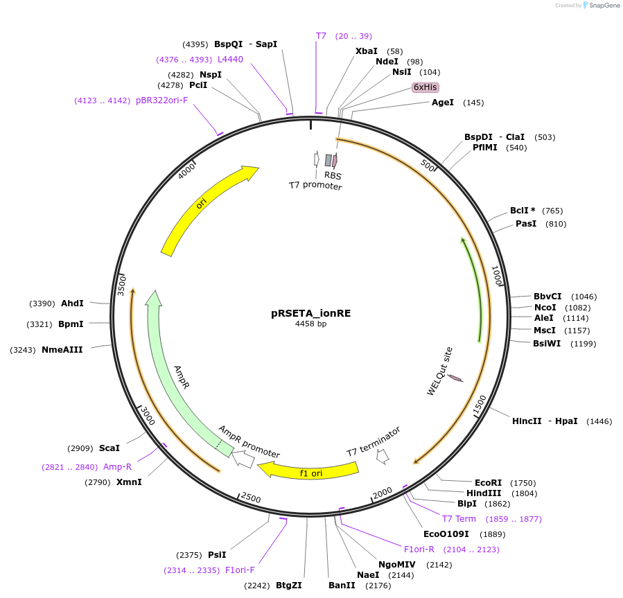 172926-plasmid-map-sequence-id-340006