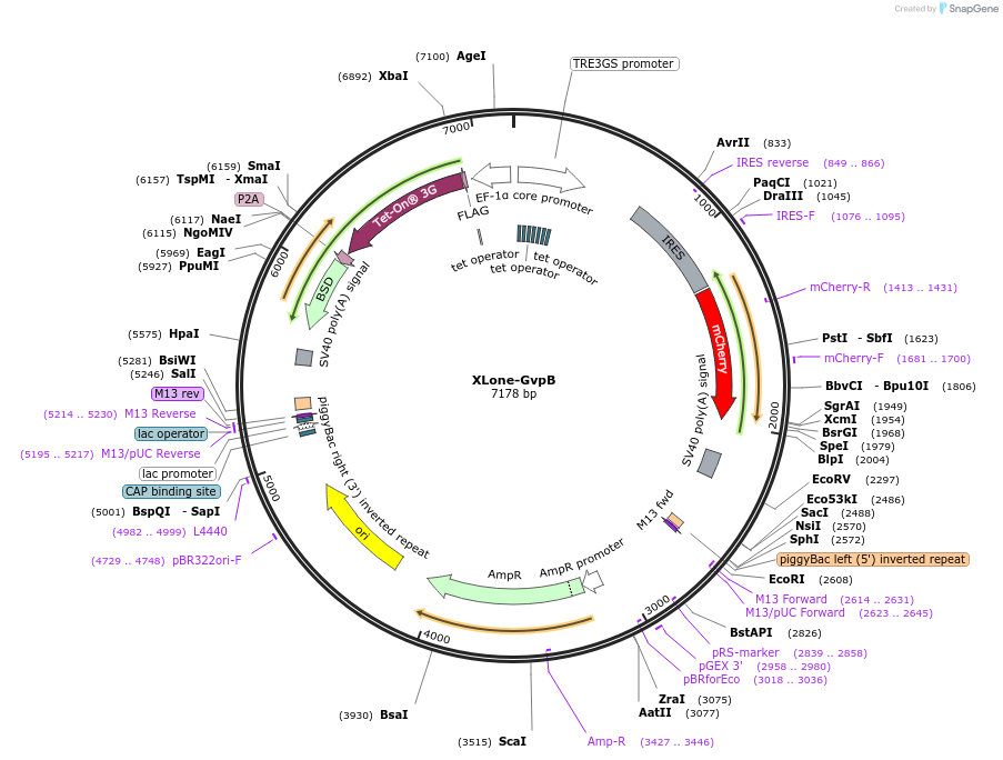 173798-plasmid-map-sequence-id-340014