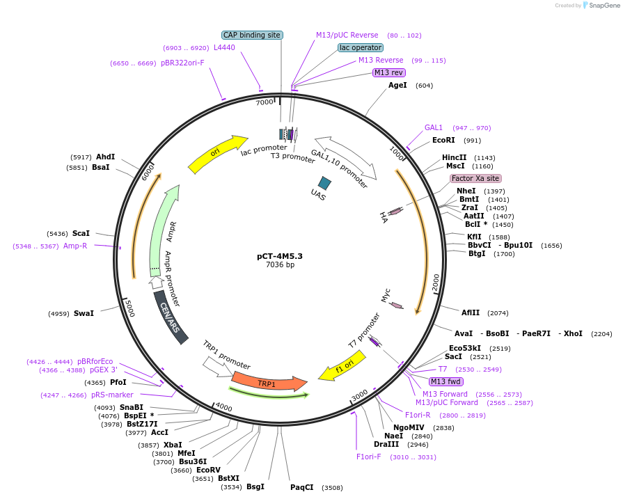 41844-plasmid-map-sequence-id-340017