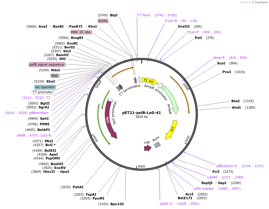 172757-plasmid-map-sequence-id-340018