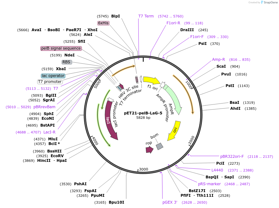 172760-plasmid-map-sequence-id-340022