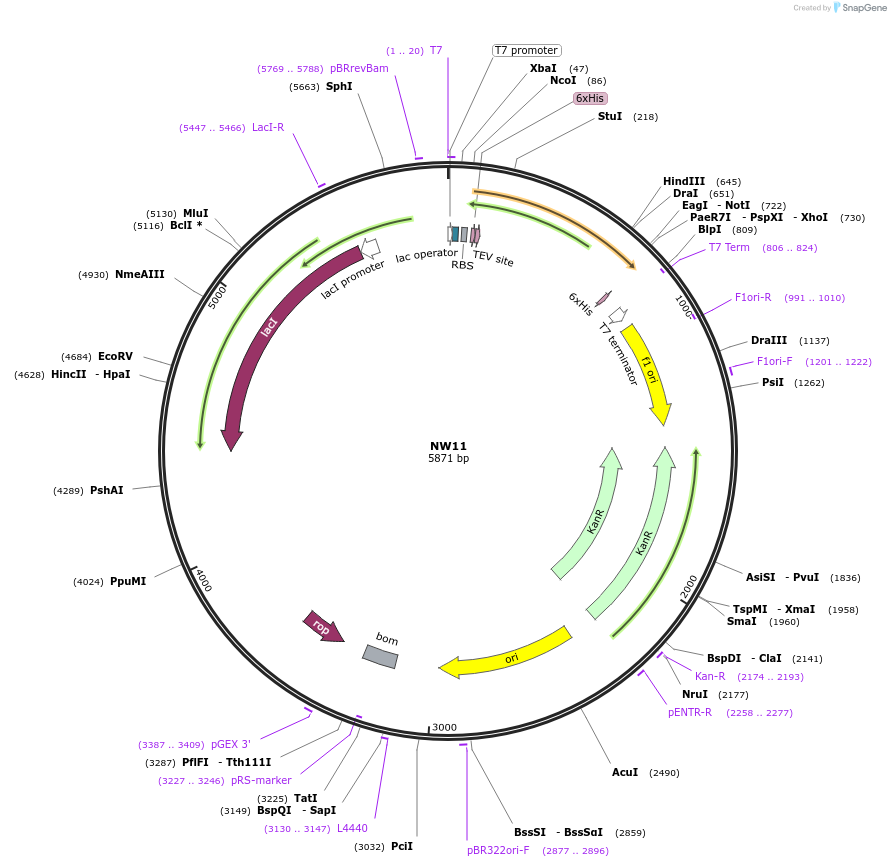 133443-plasmid-map-sequence-id-340025