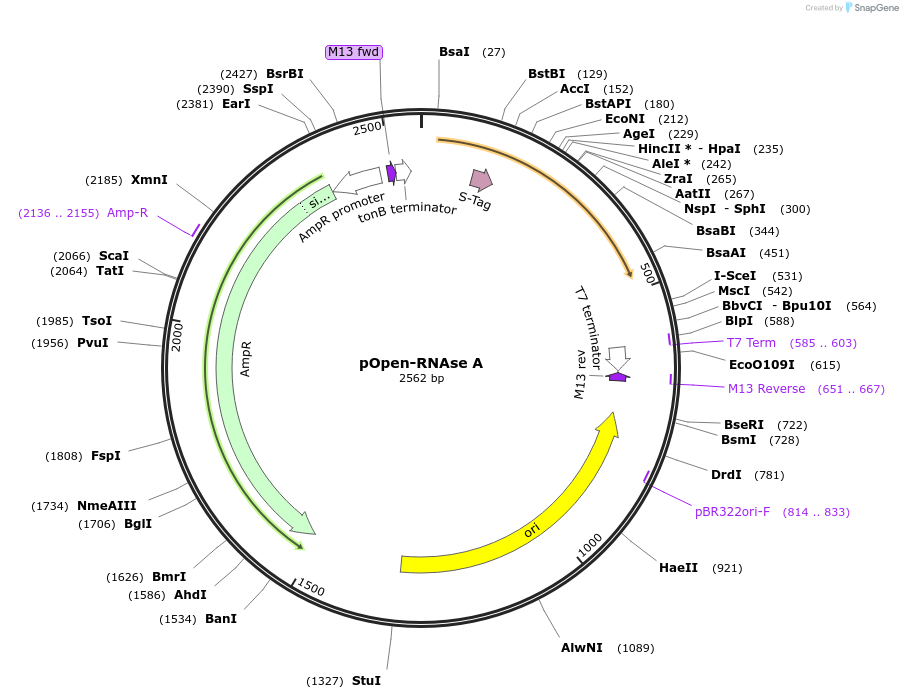 165565-plasmid-map-sequence-id-340093