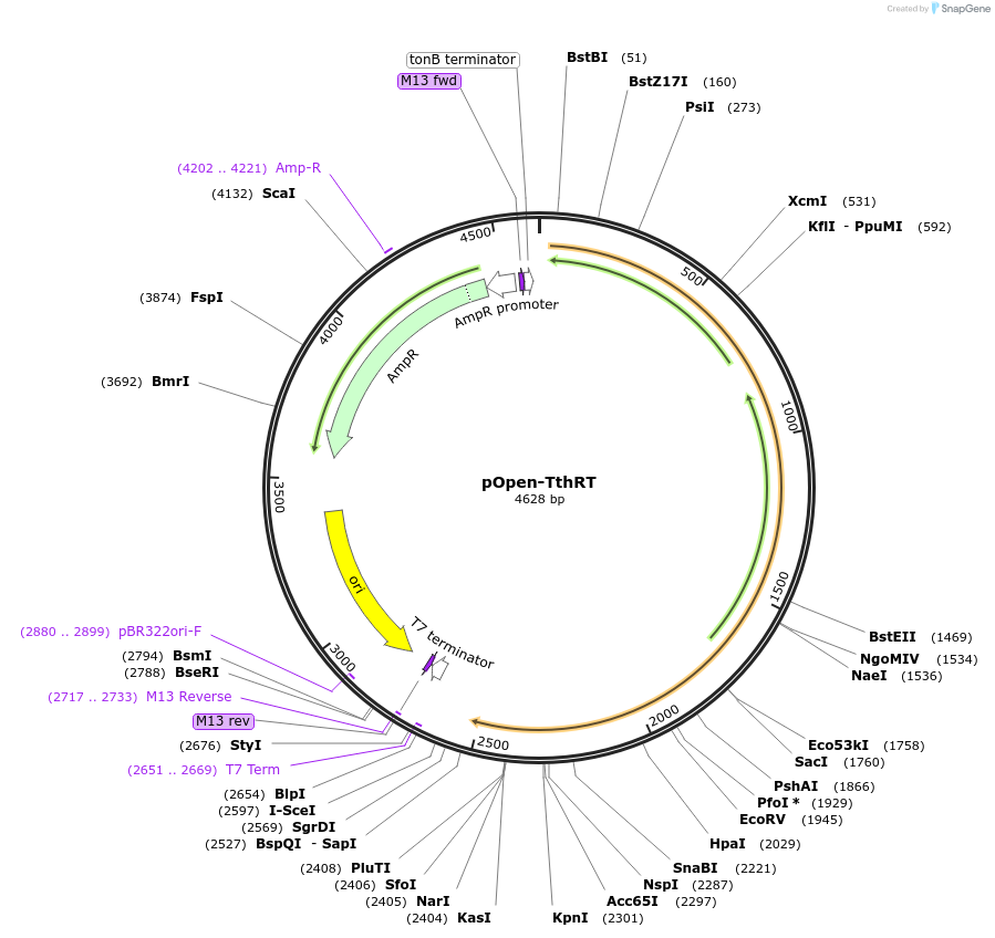 165566-plasmid-map-sequence-id-340094