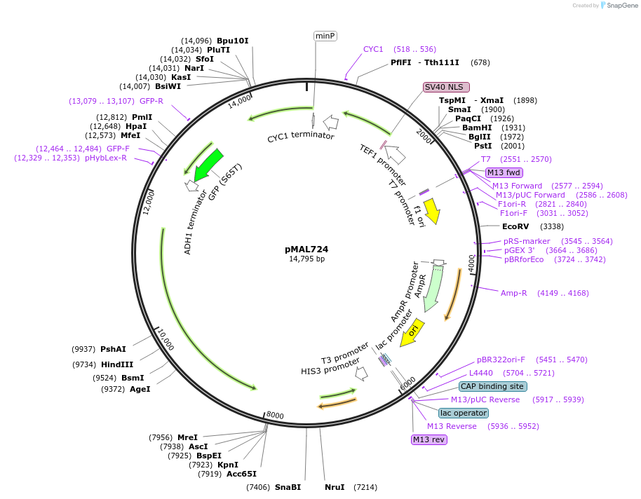 169151-plasmid-map-sequence-id-340101