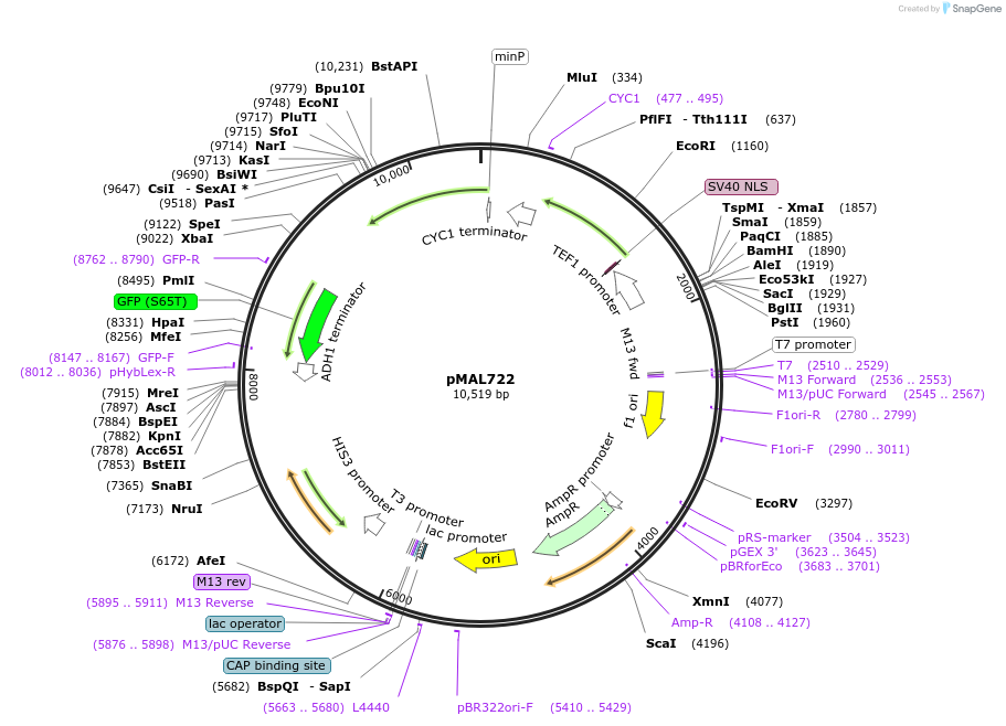 169149-plasmid-map-sequence-id-340108