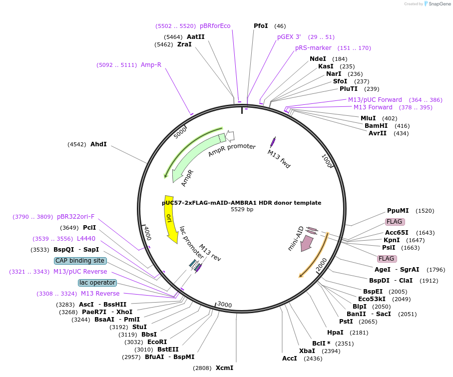 172609-plasmid-map-sequence-id-340109