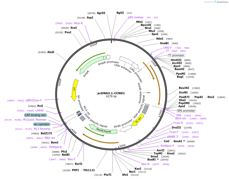 172632-plasmid-map-sequence-id-340111