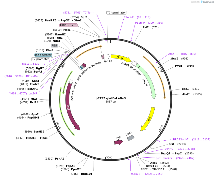 172761-plasmid-map-sequence-id-340116