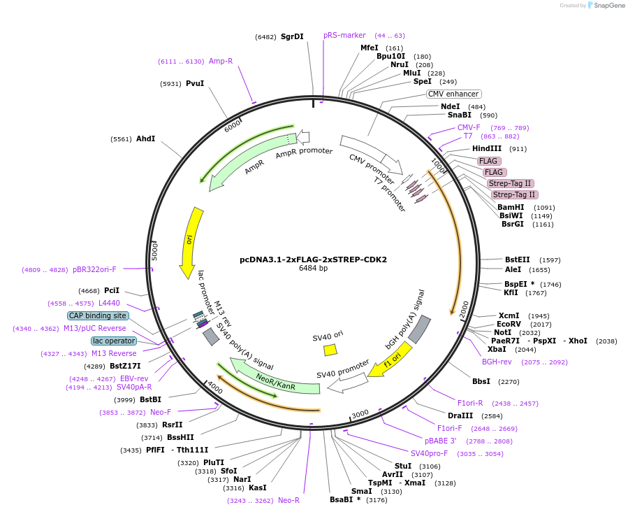 172616-plasmid-map-sequence-id-340122