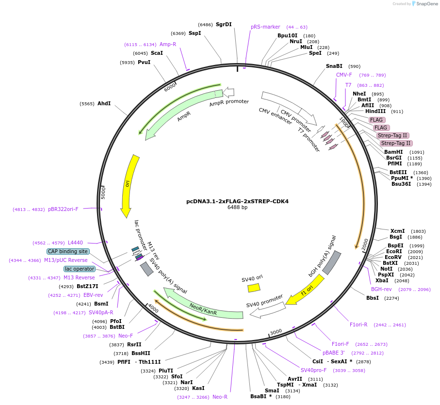 172615-plasmid-map-sequence-id-340125