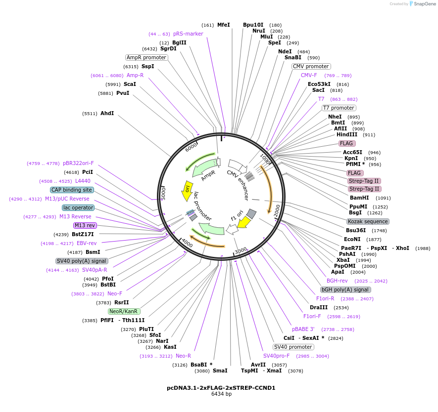 172648-plasmid-map-sequence-id-340126