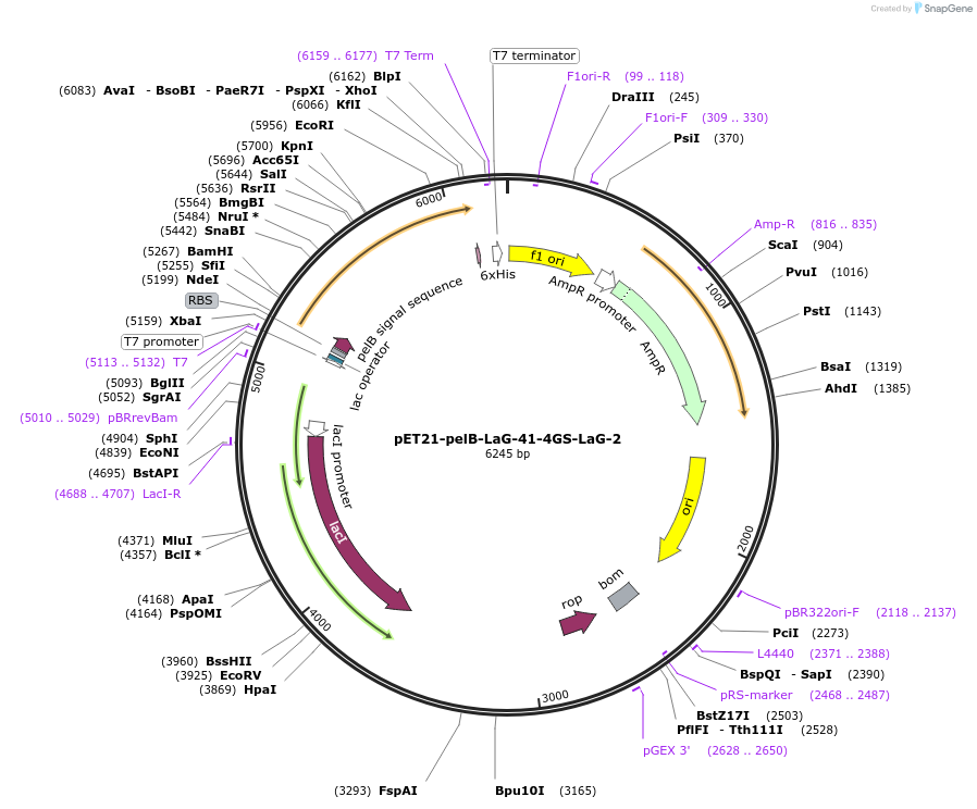 172766-plasmid-map-sequence-id-340127